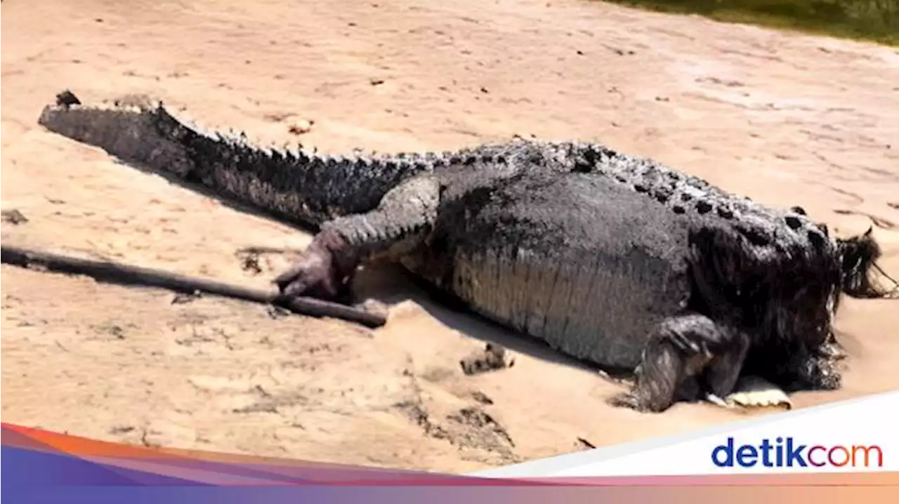 Geger Buaya Raksasa Ditemukan Tanpa Kepala