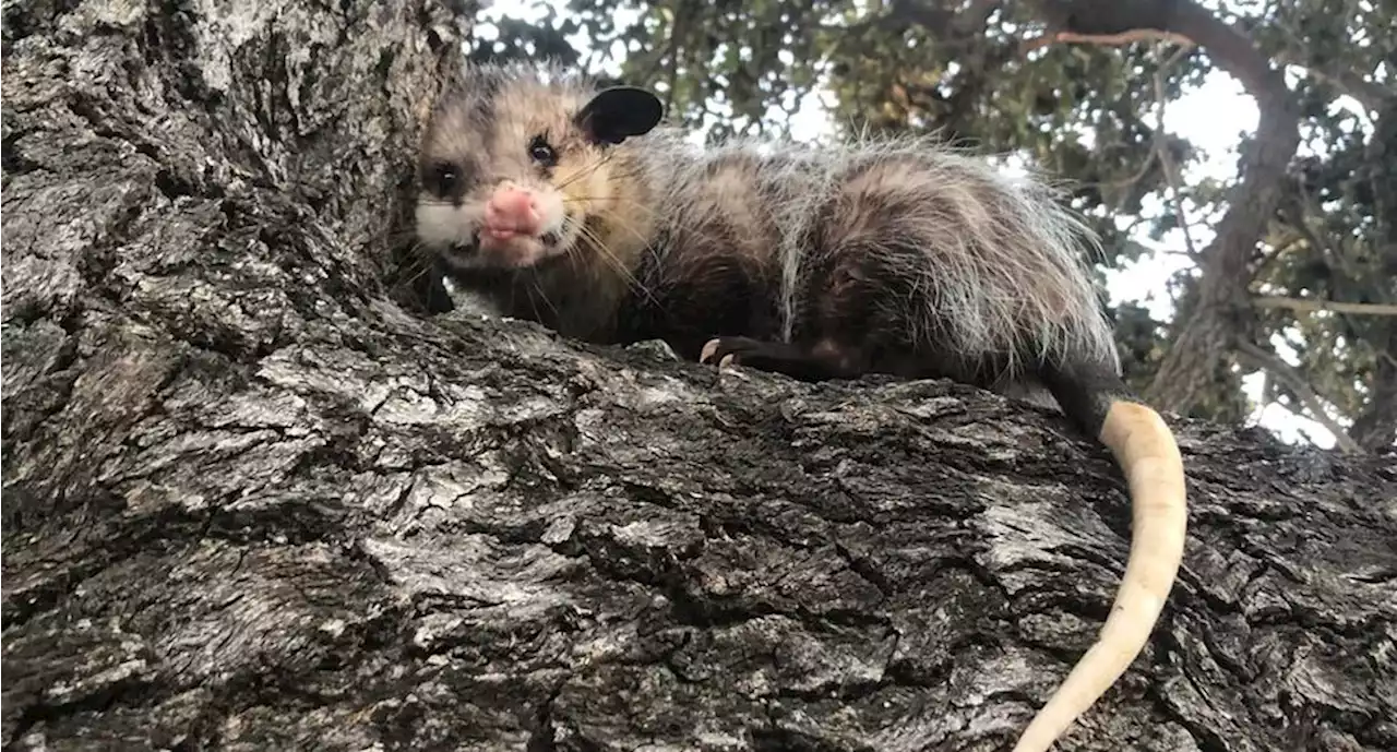 Joven busca a su peculiar mascota, un tlacuache desaparecido en Altamira, Tamaulipas