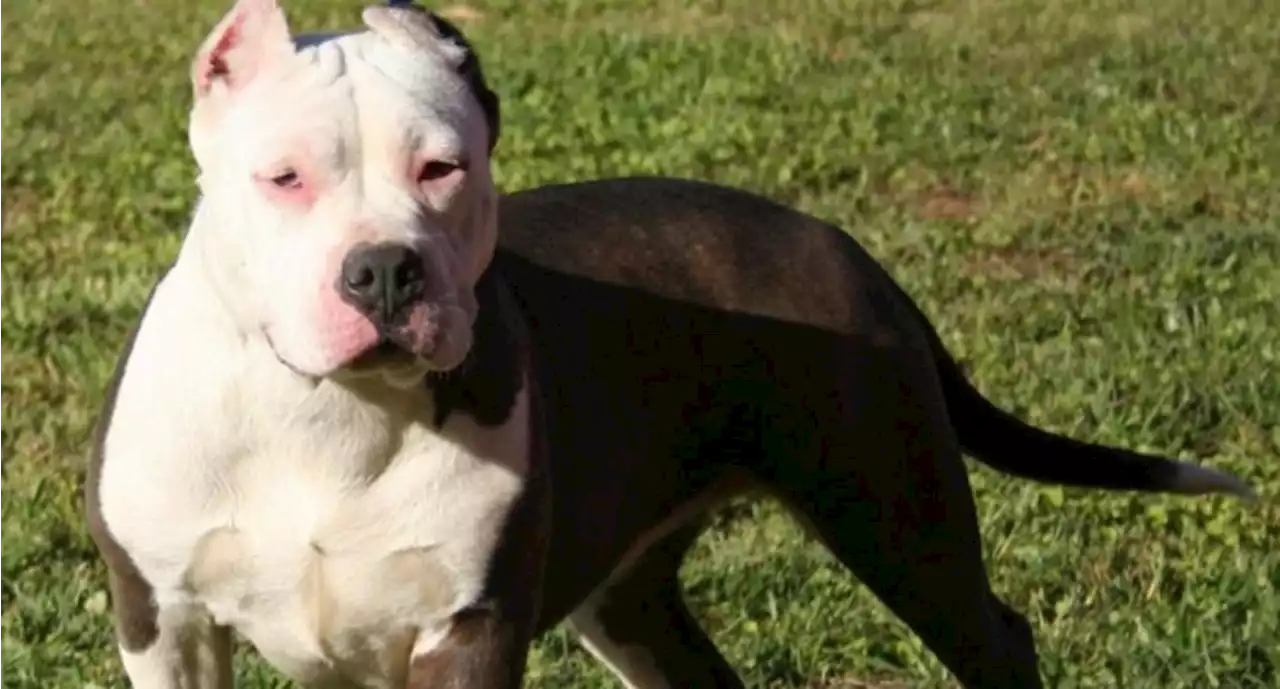 Perro pitbull mata a su dueña en Salamanca, Guanajuato