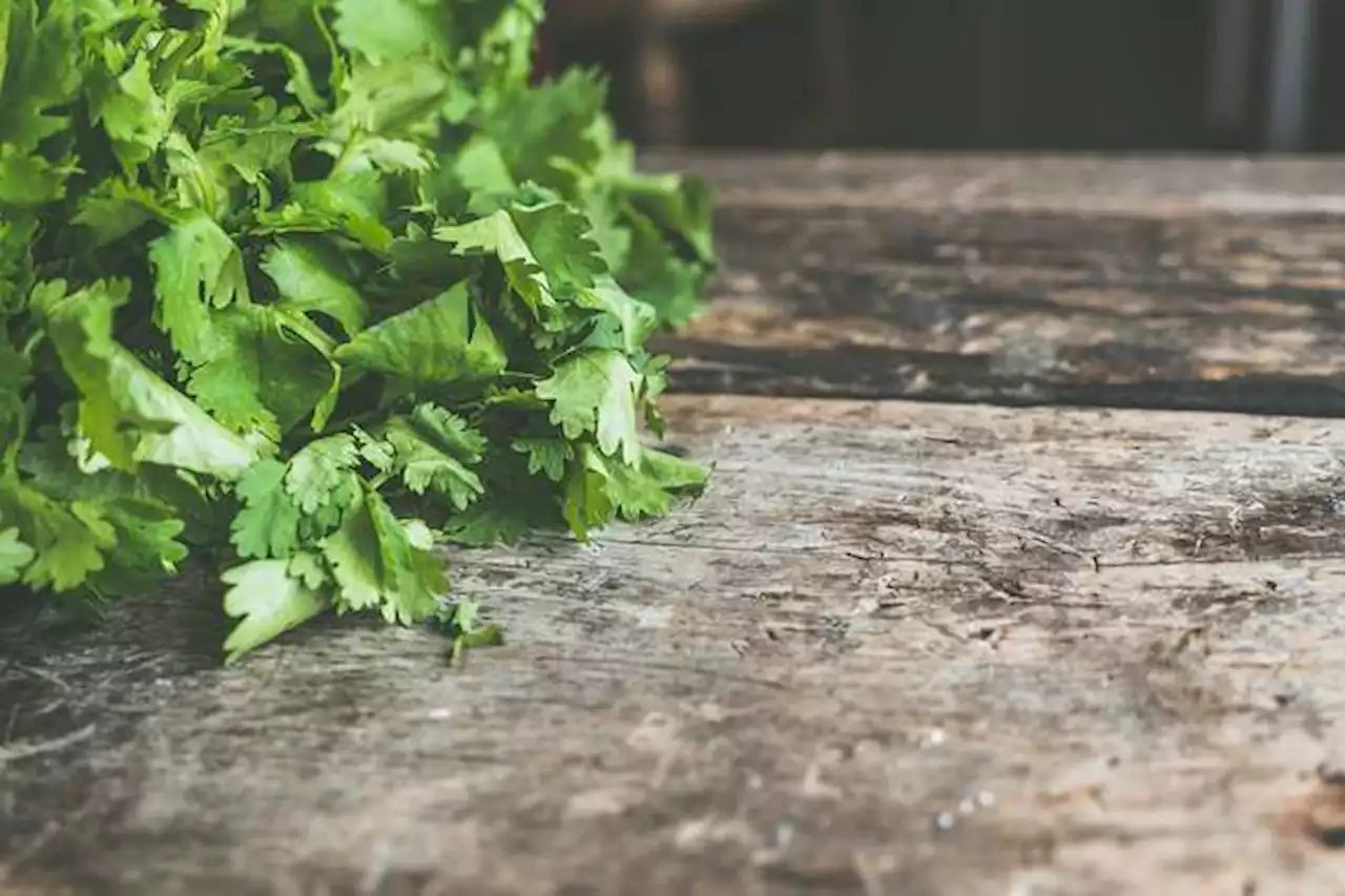 ¿Cómo guardar cilantro en la nevera para que dure más tiempo y no se dañe?