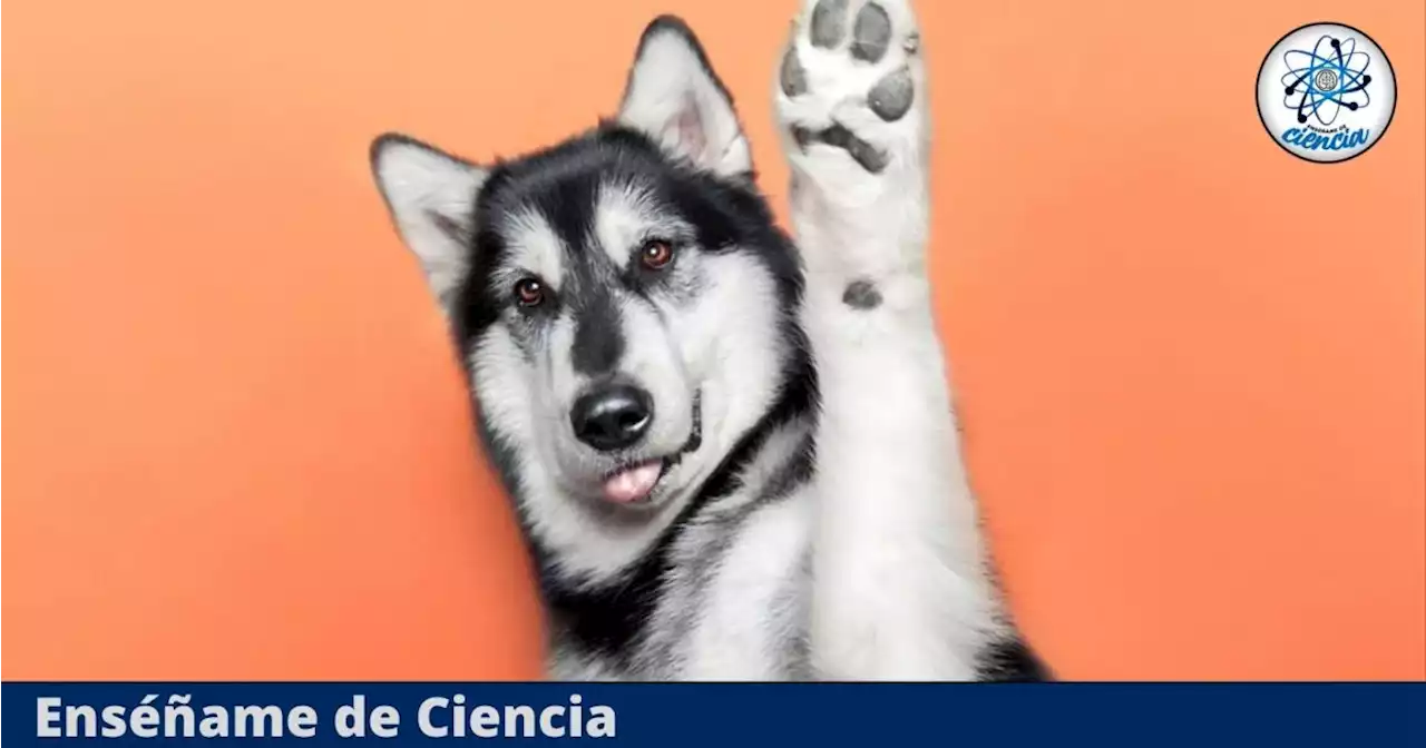 La mejor forma de limpiar las patas de nuestro perro después de un día de paseo