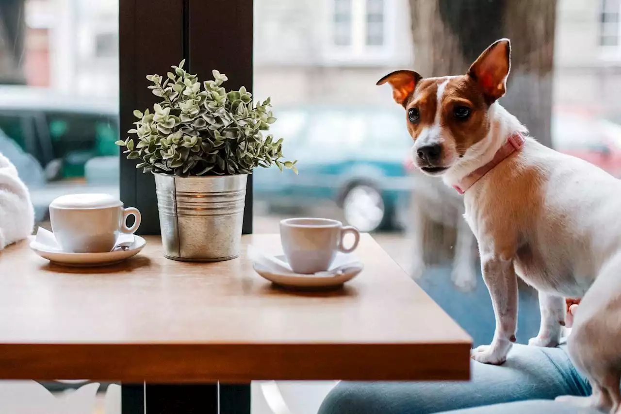 Dogs Are Wonderful, Just Not in the Coffee Shop, Please