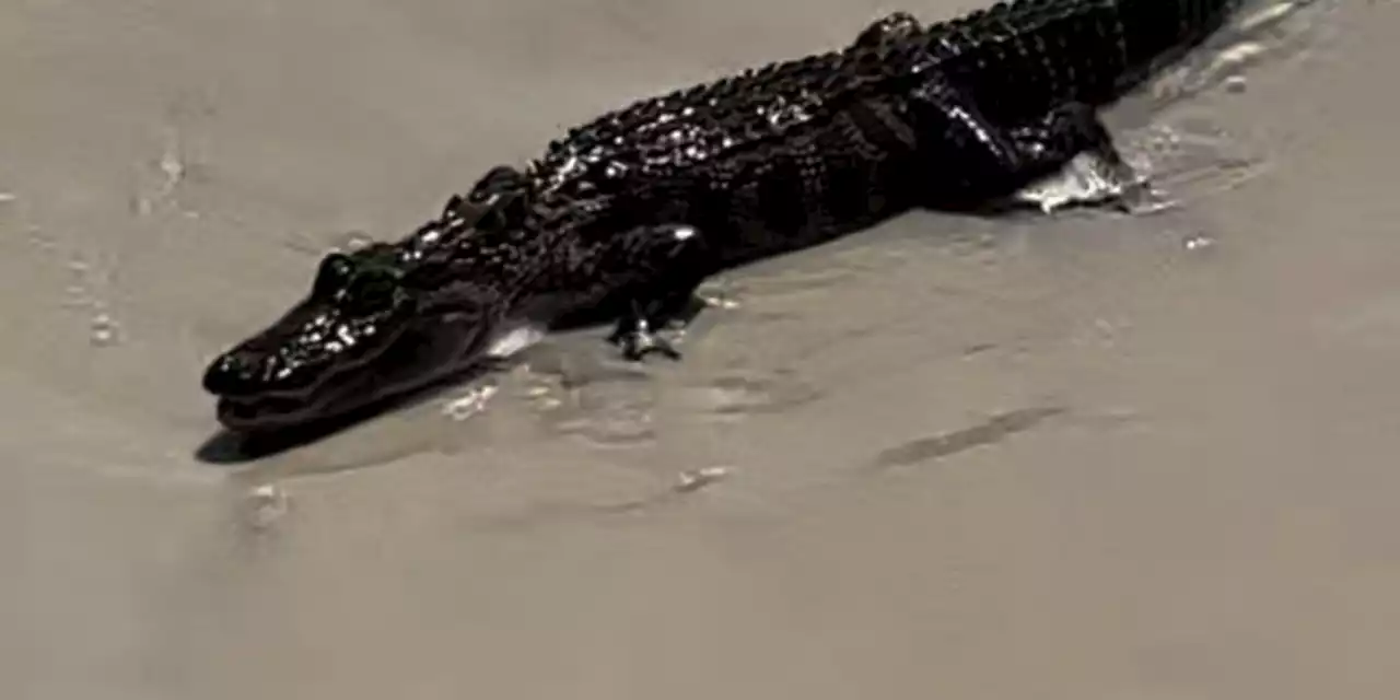 Purple flag flies at Dauphin Island for alligator spotted at East End Beach