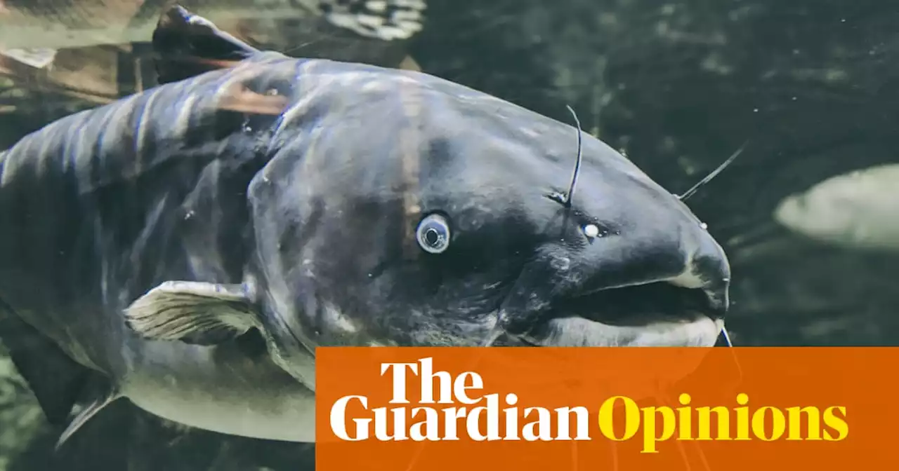 I tried cold-water immersion – and was vigorously courted by a catfish | Jessie Cole