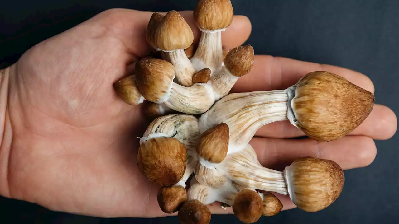 Athletes turn to magic mushrooms to treat traumatic brain injuries