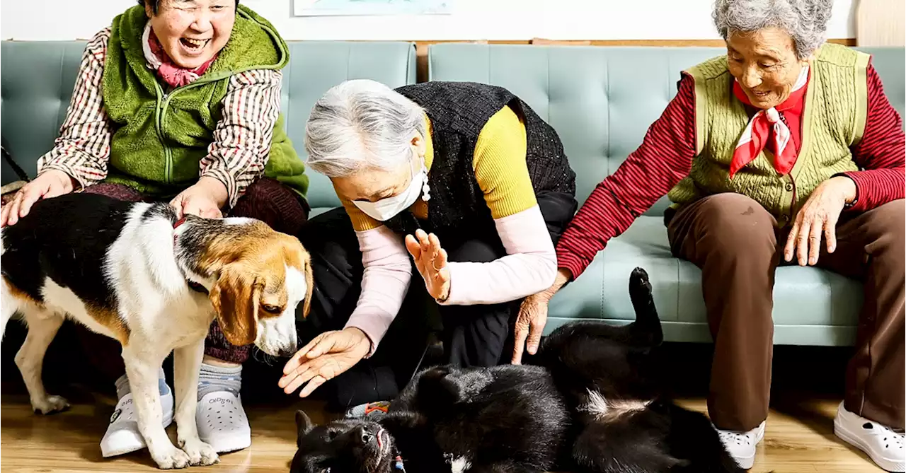 통영 어르신들 손주 생겼다…진돗개·비글의 '환상 재롱' | 중앙일보