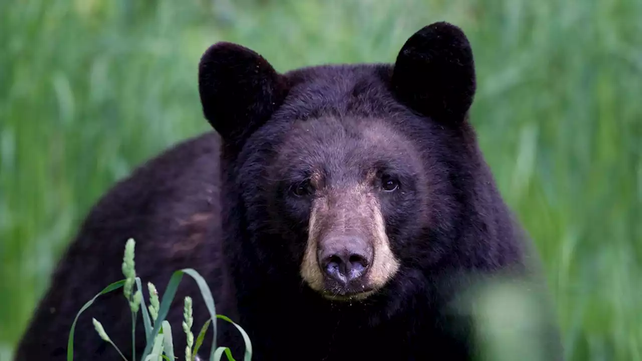 Bear euthanized after woman bitten while walking dog