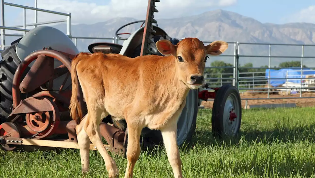 Kalb durschwamm Donau: In der Not erschossen