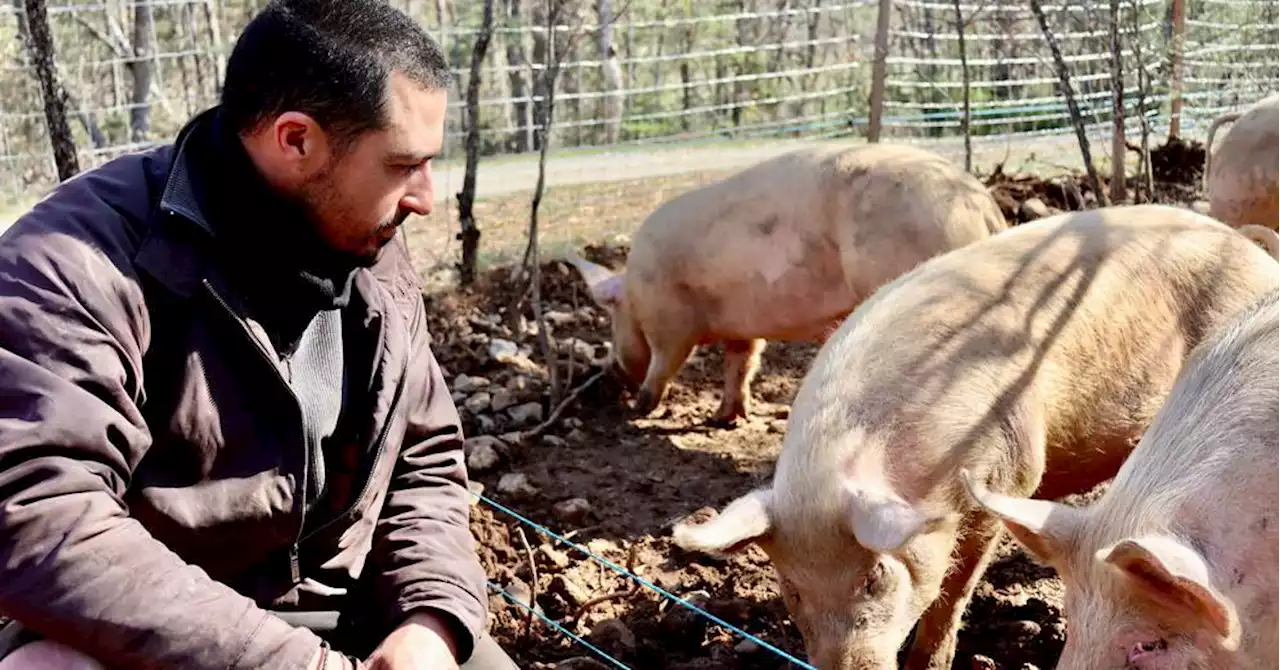 Alpes-de-Haute-Provence : agriculteur, il jette l’éponge face à la pression économique