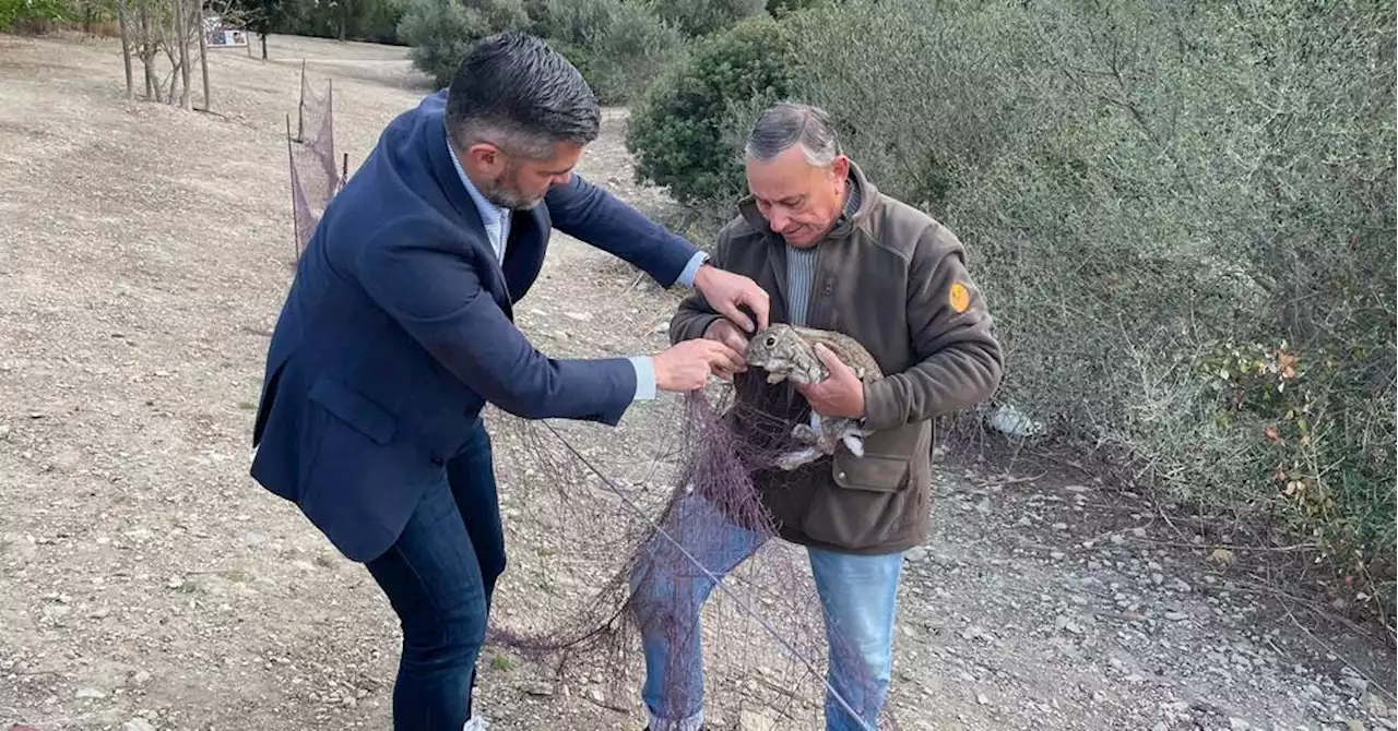 La Ciotat : les lapins du Domaine de la Tour extraits du parc pour protéger la végétation