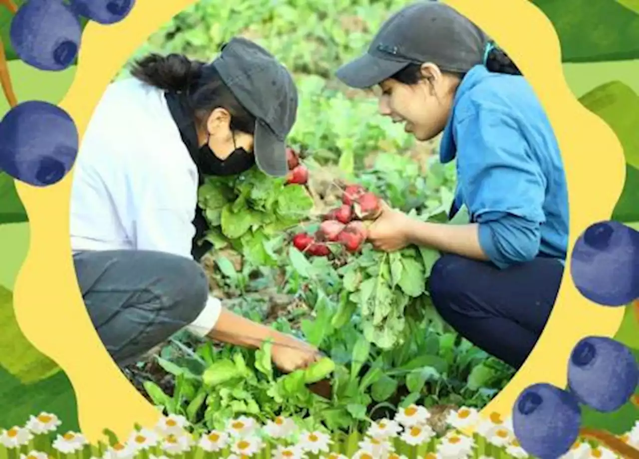 Guardianas de la tierra, pero no dueñas: la feminización agrícola