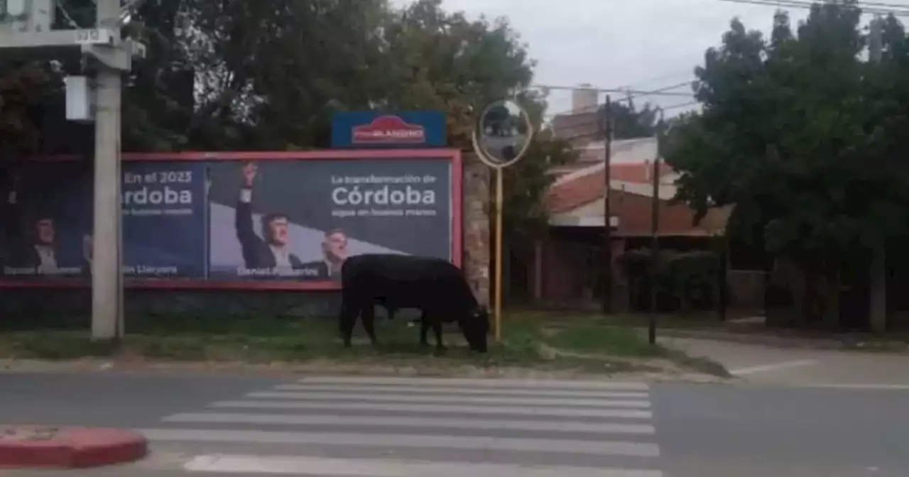 Insólito encuentro en Córdoba: transitaban por barrio Argüello y se toparon con un toro | Ciudadanos | La Voz del Interior