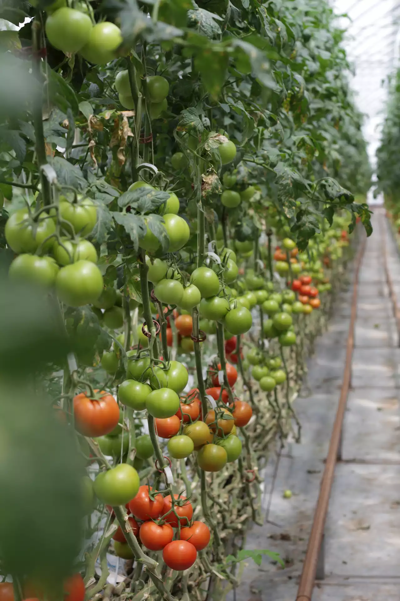 Boost your crop yield: Artificial pollination methods for increased fruiting