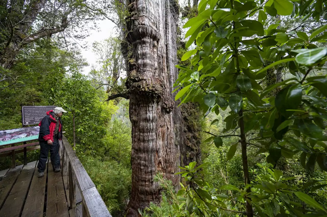 World's 'oldest' tree able to reveal planet's secrets