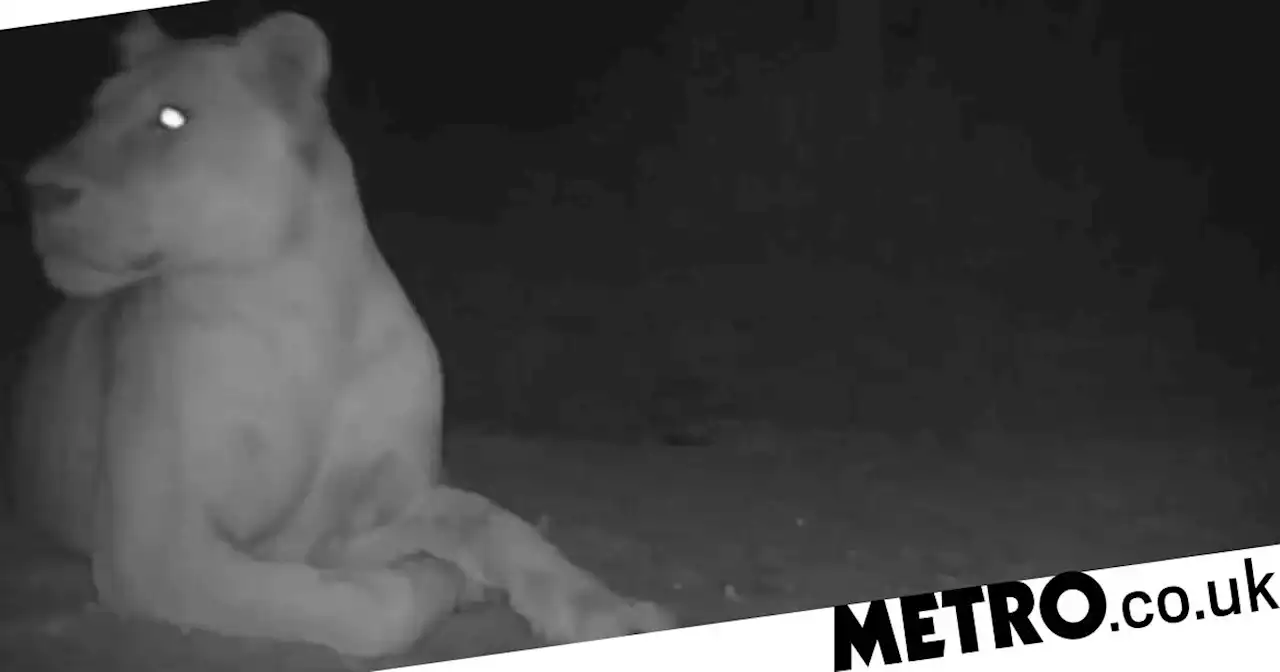 'Extinct' lion spotted in national park for the first time since 2004