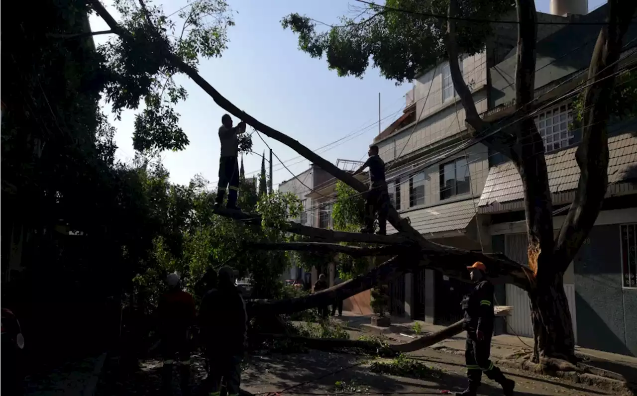 Rama cae sobre cables de telefonía y una casa en Azcapotzalco, en CdMx