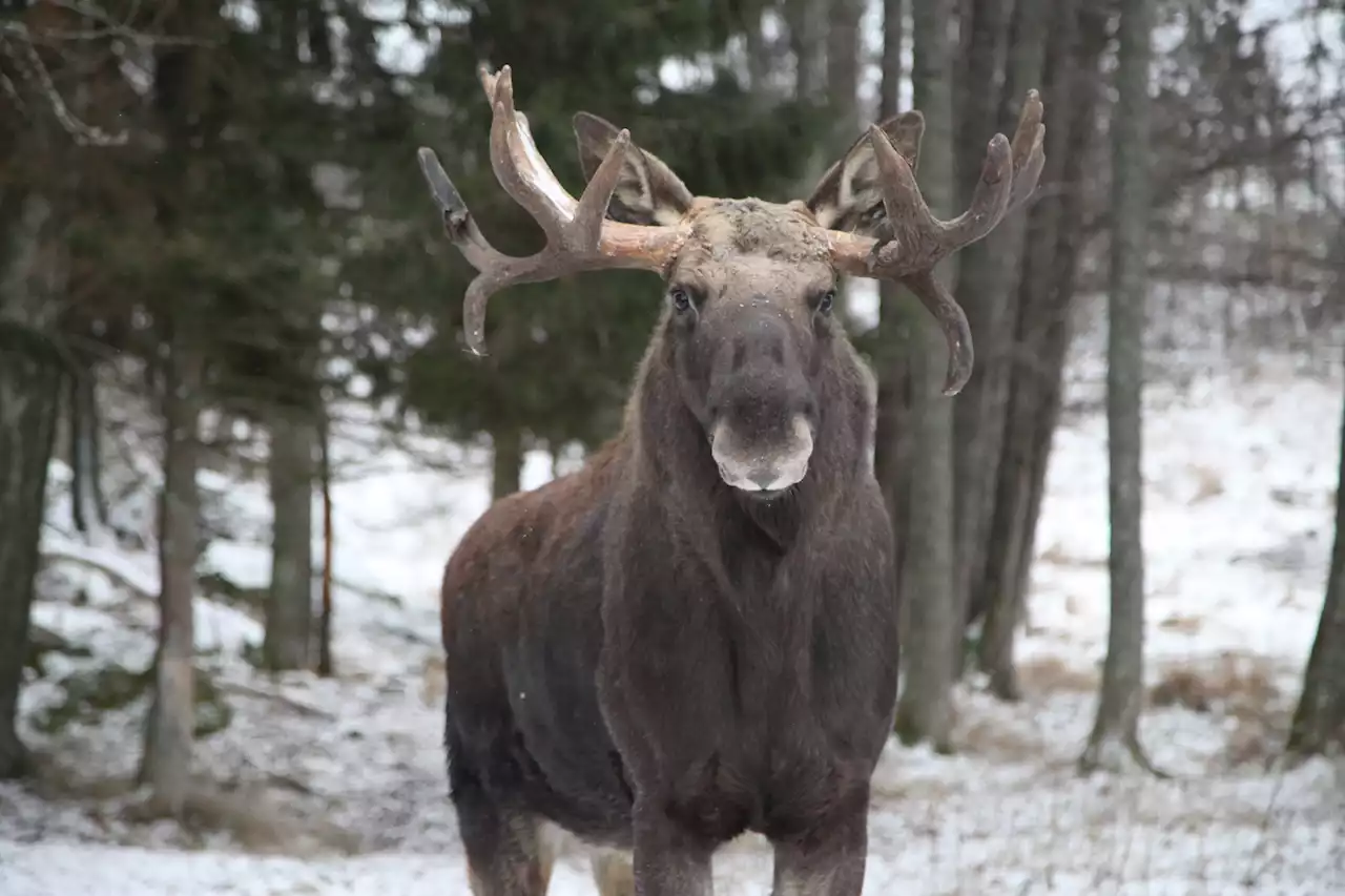 An Alaska Movie Theater Receives an Unexpected Guest