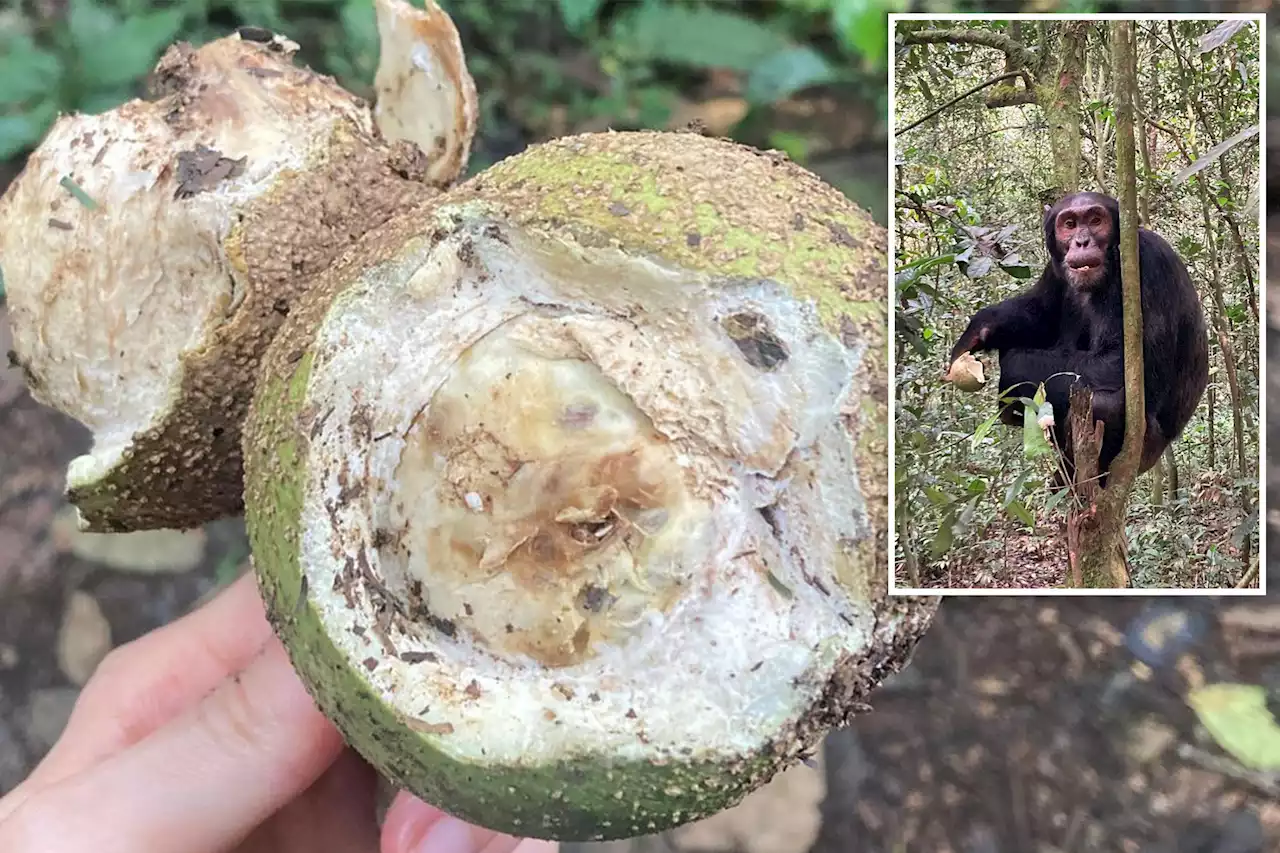 ‘Testicle’ fruit beloved by chimps can solve this common male problem