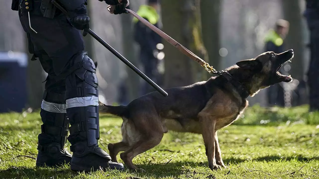 Jongeren aangevallen door hooligans: supporters PEC niet meer welkom