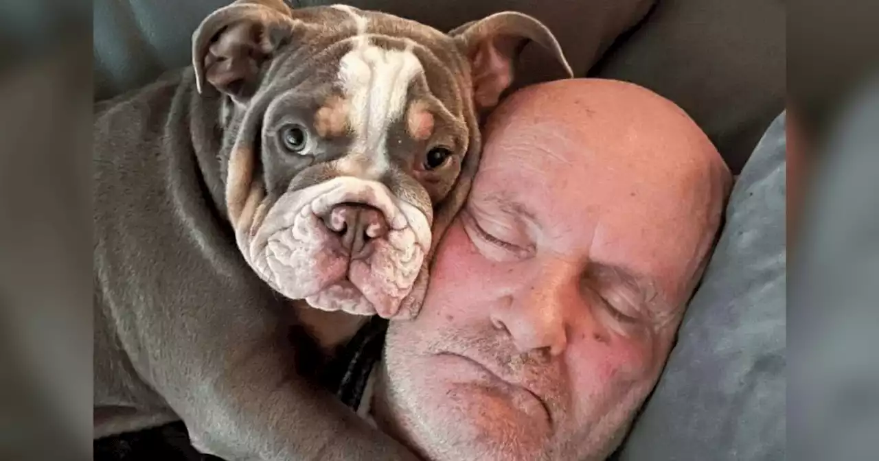 Bulldog puppy saves his owner's leg by 'chewing his toe to the bone' during nap