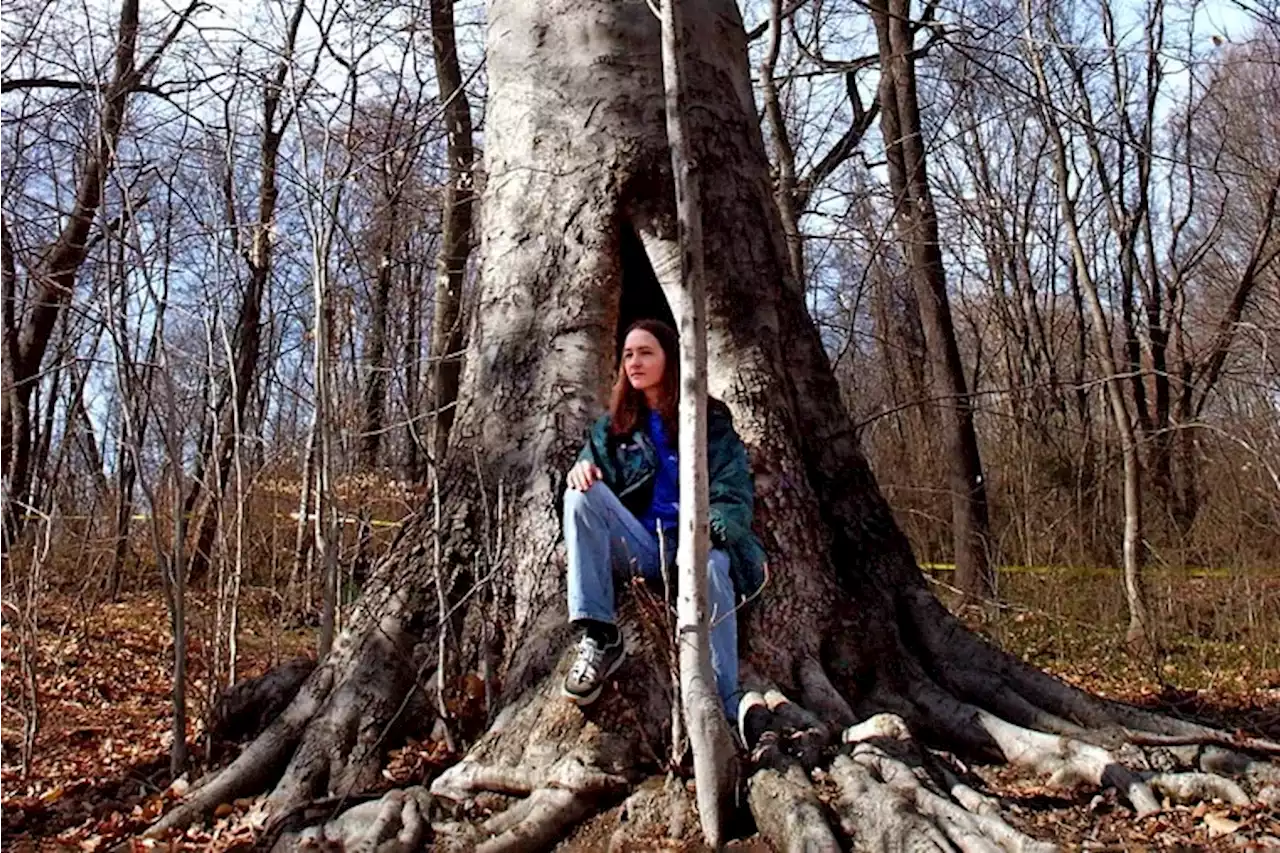 Forest once set for a cut is safe in Haddon Twp.