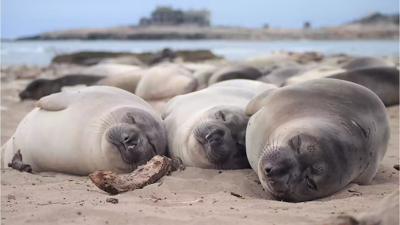 You think you need more sleep? Tell that to an elephant seal