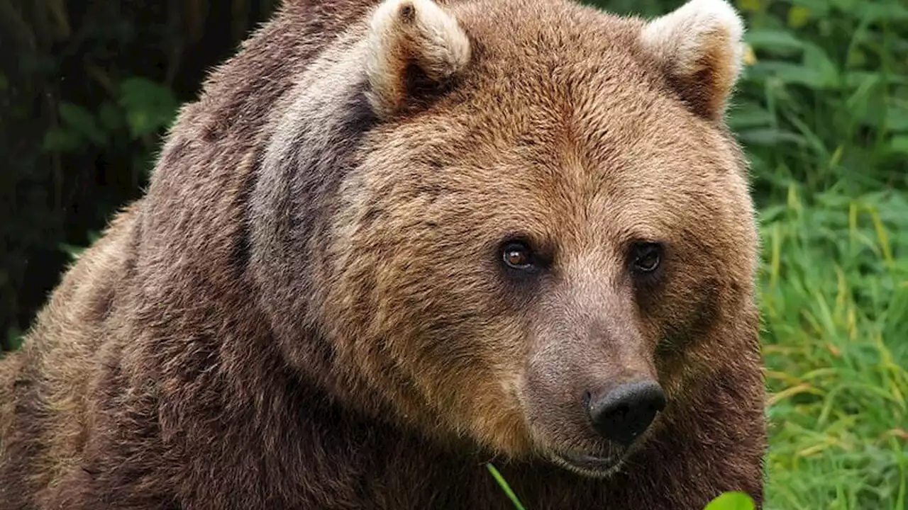 Sospeso l'ordine di abbattimento per l'orso Mj5