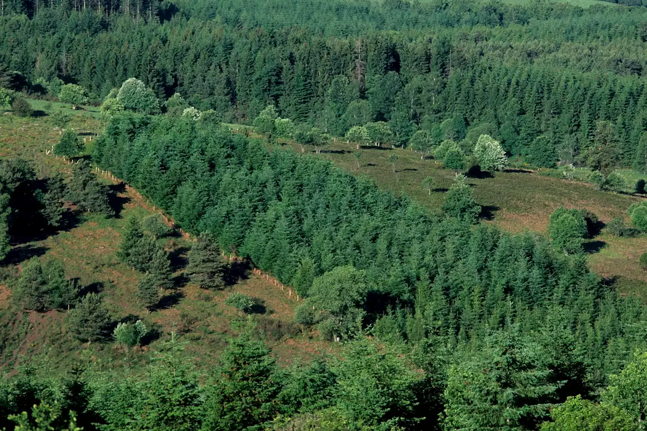 Climat : Jean-Marc Jancovici explique pourquoi la forêt française est en danger