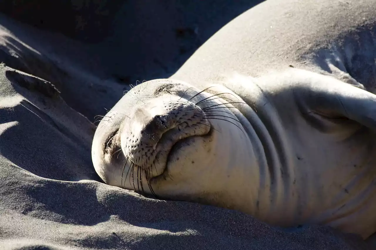 Spiraling Into Sleep: How Elephant Seals Catch Quick Z’s During Daring Deep Dives