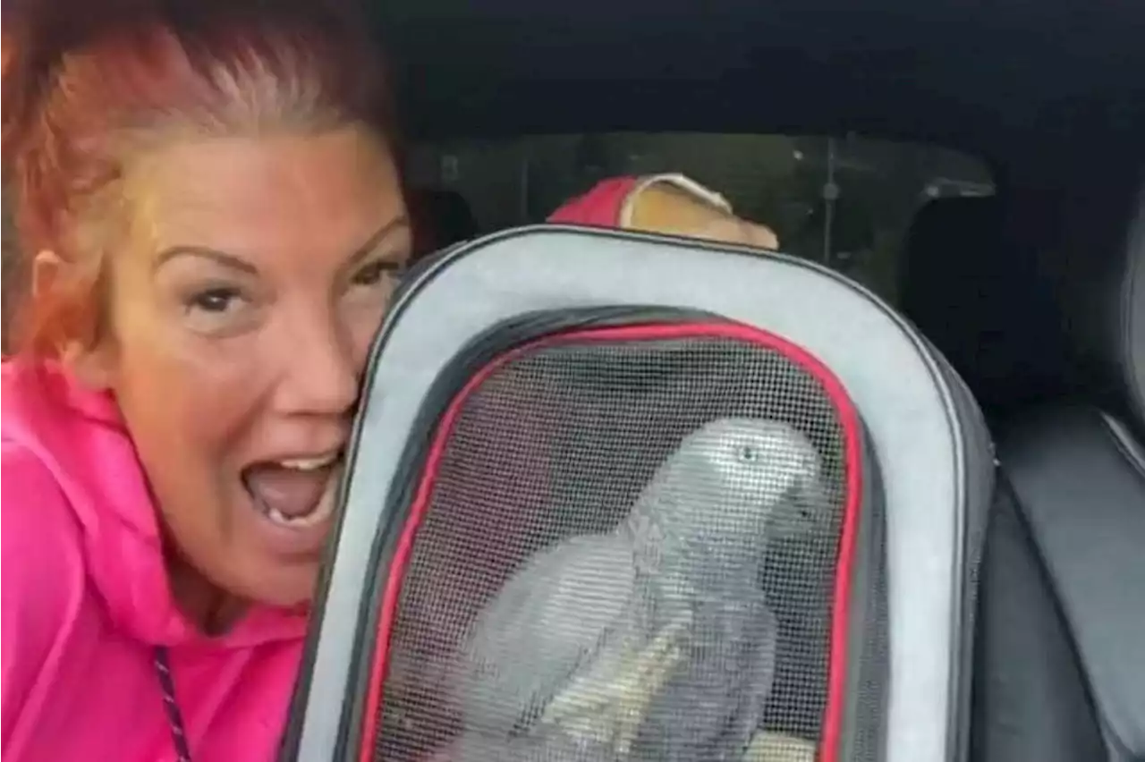 British woman whose missing parrot video went viral charged over $1.3m cannabis haul