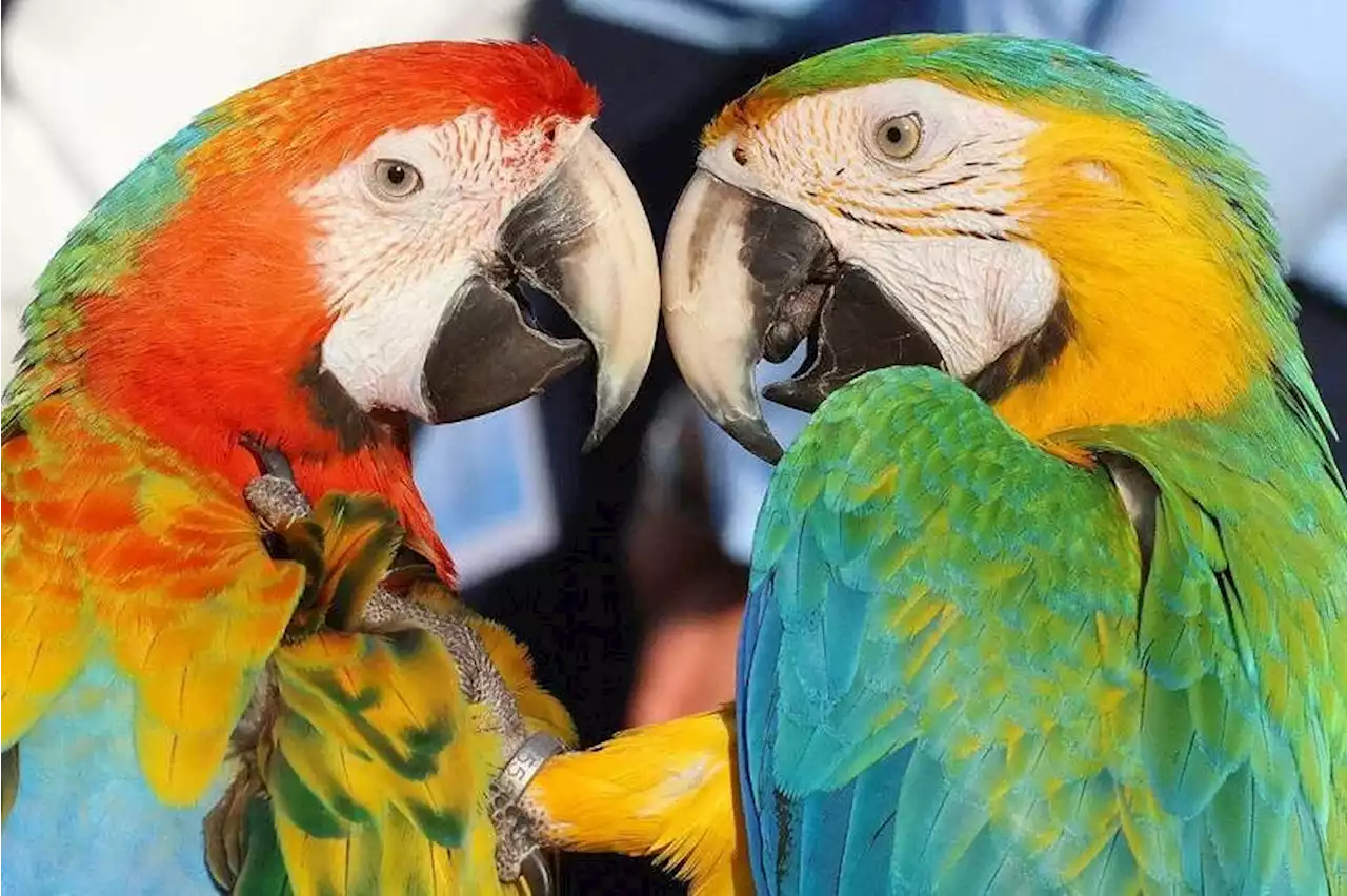 ‘Hello, hello’: Parrots taught to make video calls feel less lonely, study shows