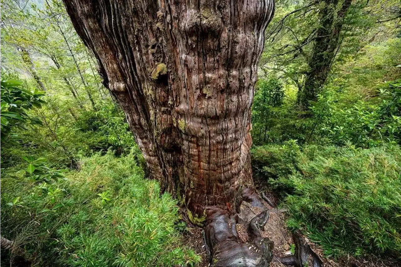 World's 'oldest' tree able to reveal planet's secrets