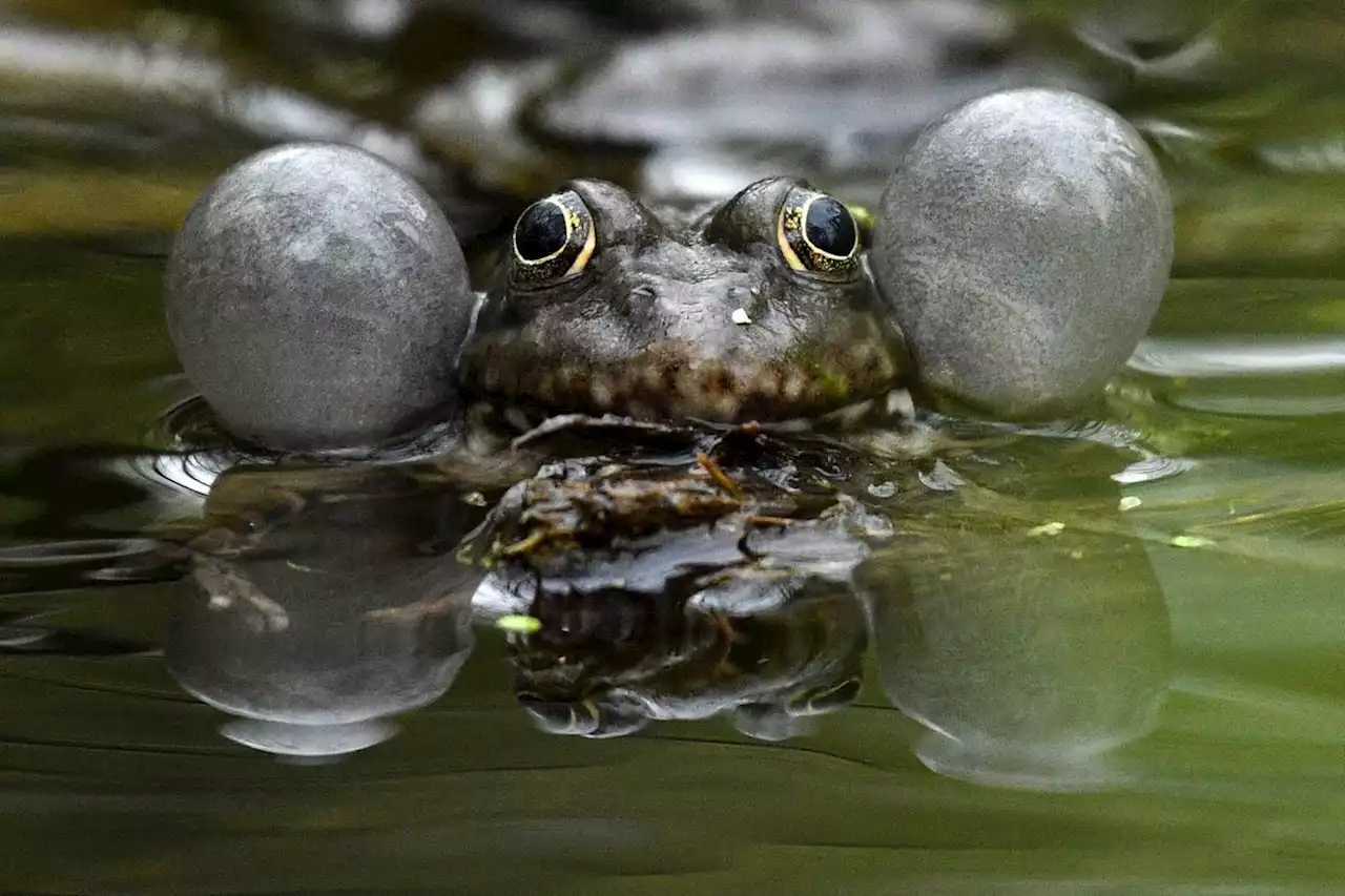 Un « pillage de la biodiversité » : la foire aux grenouilles de Vittel fait bondir les écologistes