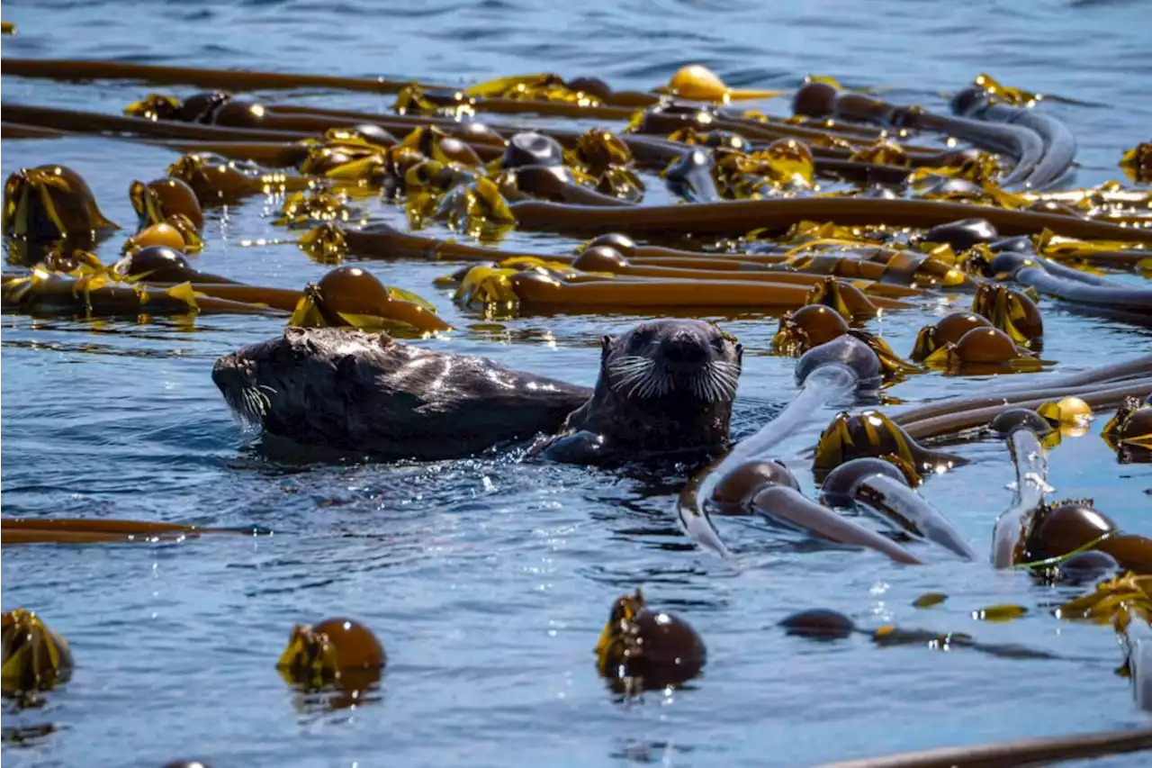 B.C.’s kelp forests battle climate change, offer crucial environmental resources - Terrace Standard