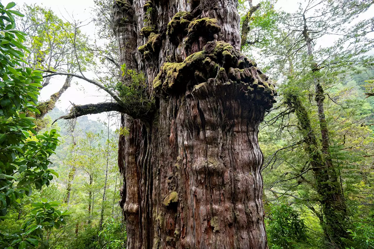 Great Grandfather: World's 'oldest' tree able to reveal planet's secrets | The Citizen