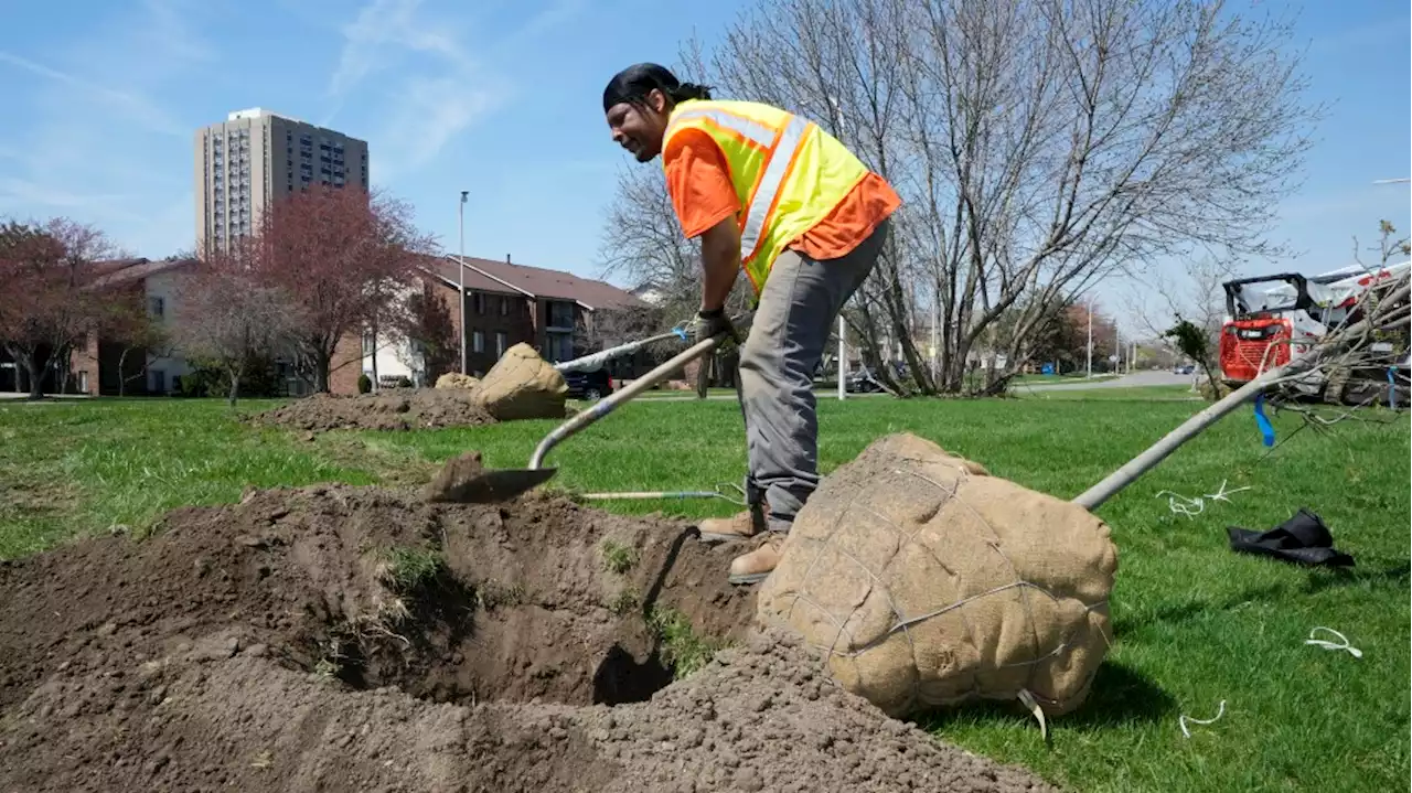 Historic investment in urban trees will offset cars and concrete across the U.S. - Autoblog