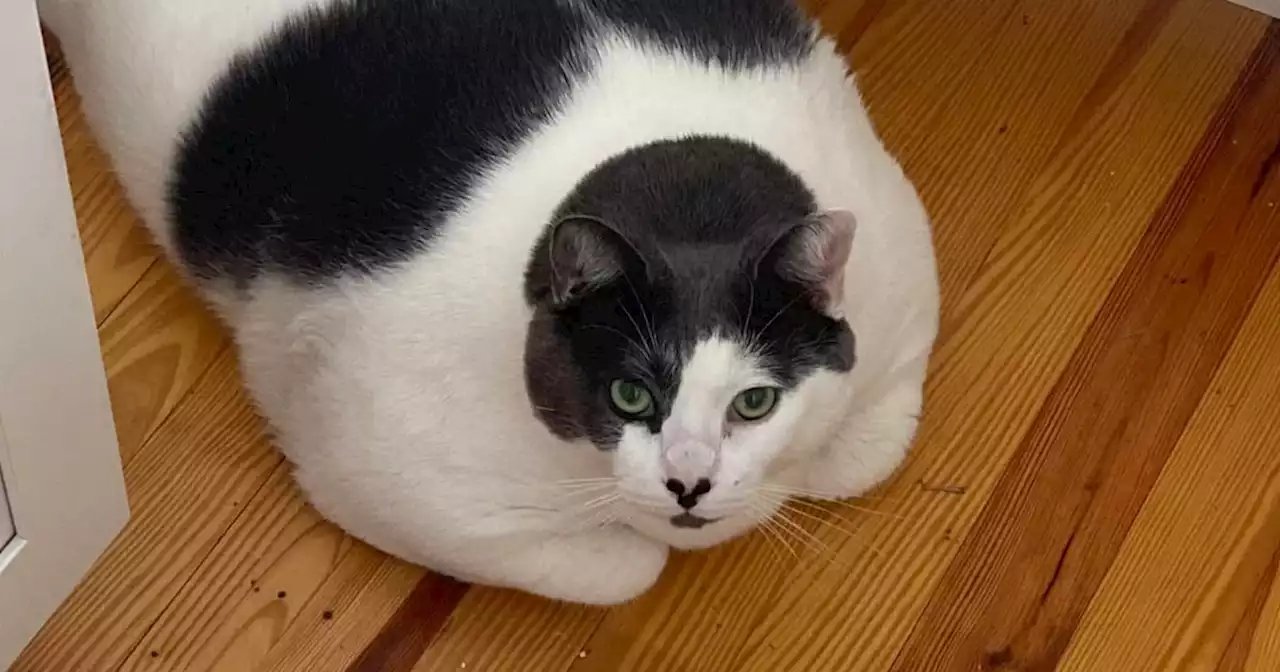 Virginia shelter shares how they selected a new owner for Patches, the 'gloriously' gluttonous cat