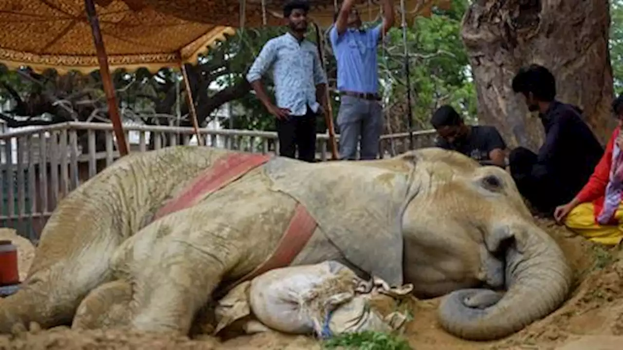 Ailing elephant which evoked a wave of public sympathy dies in Karachi zoo