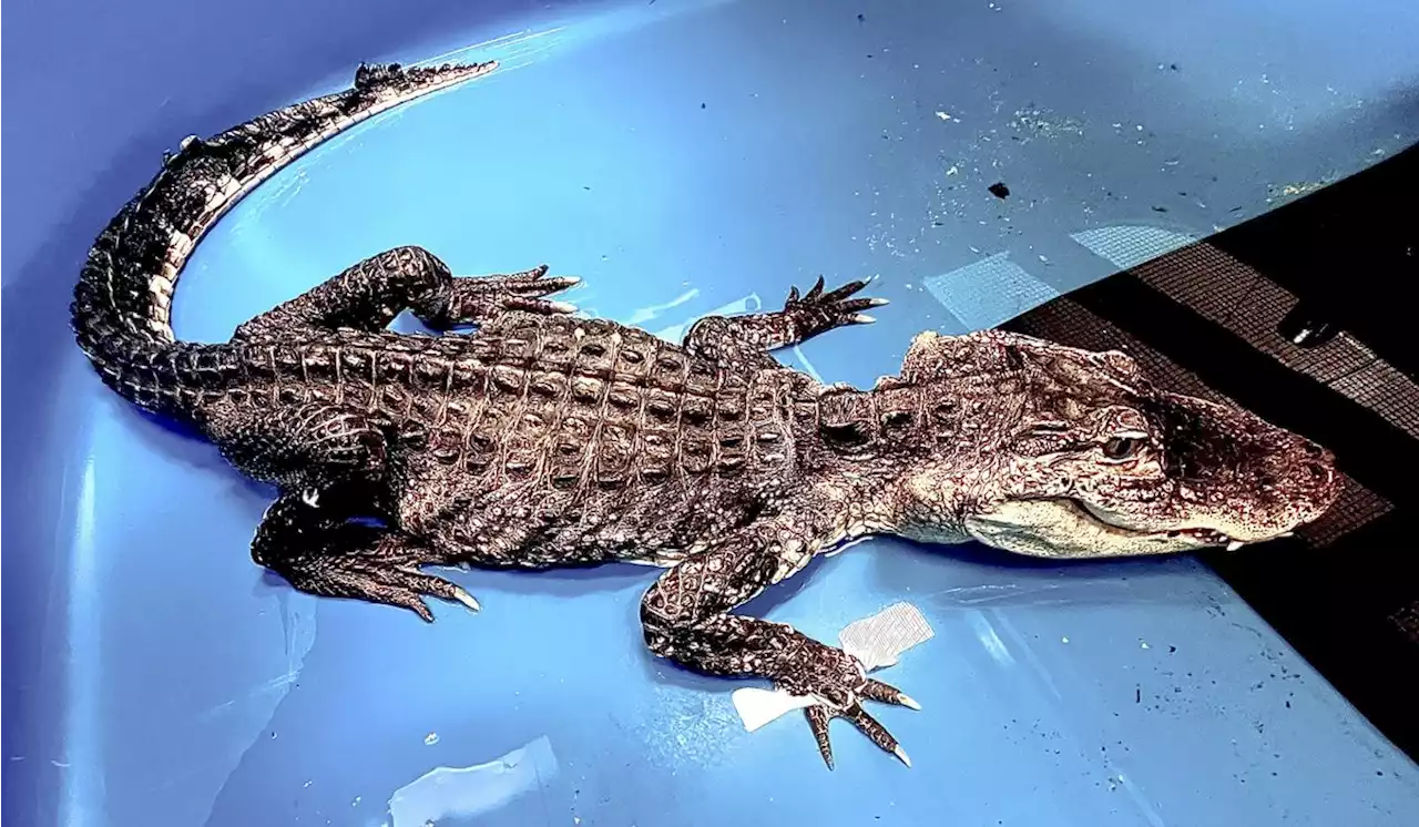 Rescued alligator that was found in a lake and recovering at NYC zoo has died