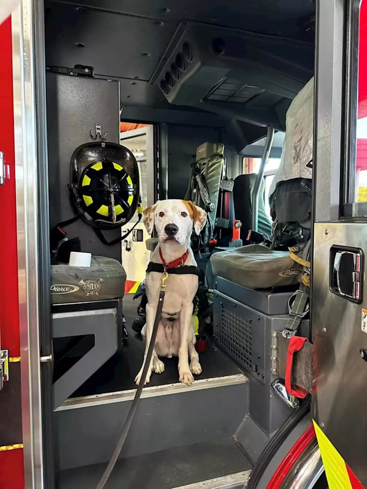 Ruff gig: Charles, the fire station dog, takes on a new job in Clay County