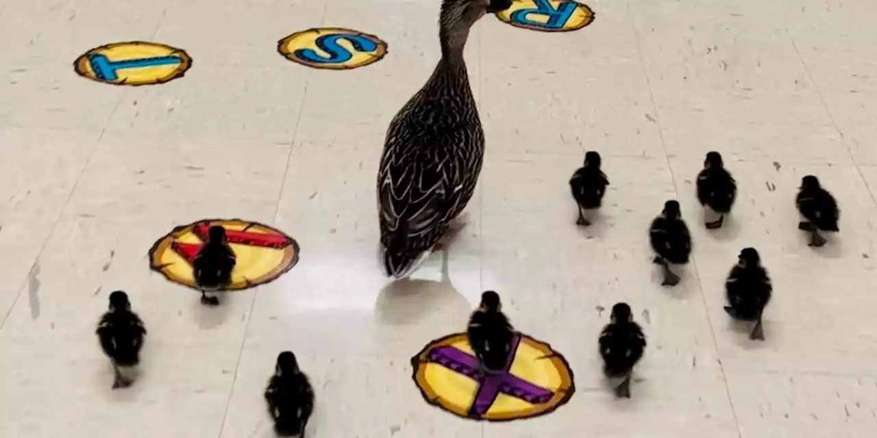 Hen calls elementary school home for 5 years, walks with ducklings in hallways