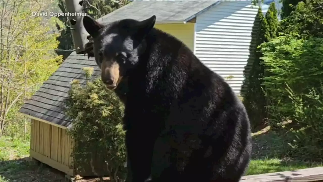 Connecticut bear attack: 74-year-old woman attacked by bear while walking dog, officials say