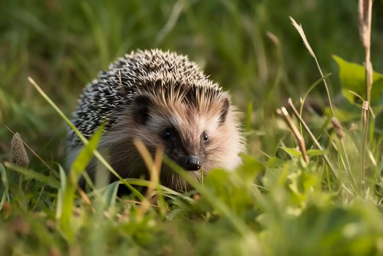 Hérissons, oiseaux, écureuils... Comment accueillir les animaux du jardin ?