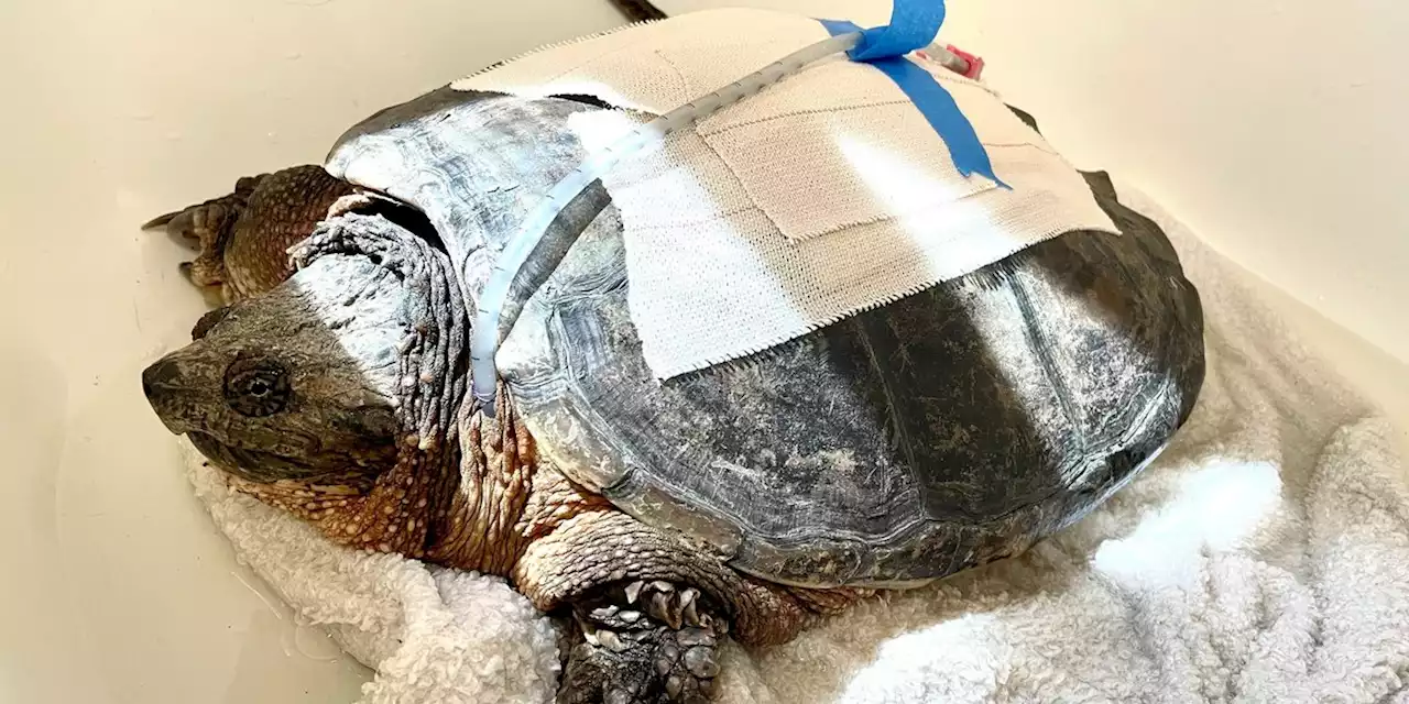 Turtle recovering after being hit by a car while ‘looking for love’ during mating season