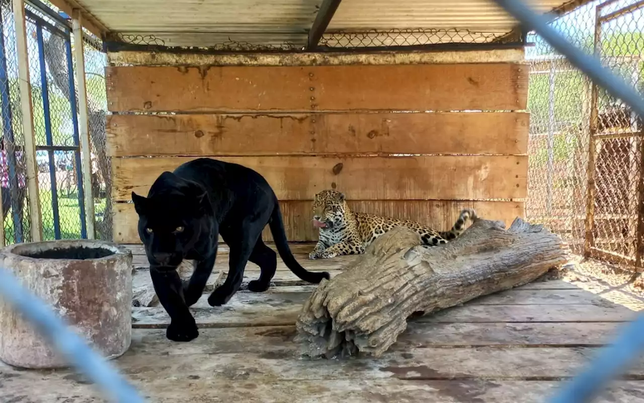 En Día de la Tierra, FGR asegura tigres, leones y más animales salvajes