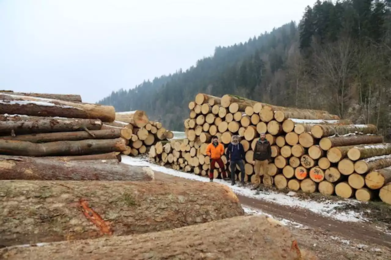 Baustoff Holz: «Alles andere ist ein Verbrechen gegen die Nachhaltigkeit» - bauernzeitung.ch