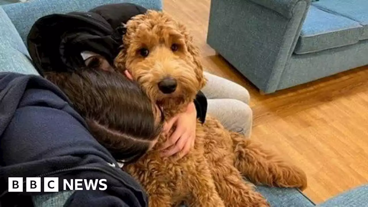 Eating disorders therapy dog puts patients at ease in Northampton