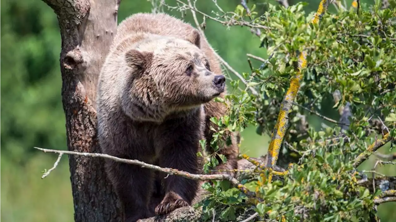 Braunbär im Wandergebiet: „Schock hat sich gelegt“