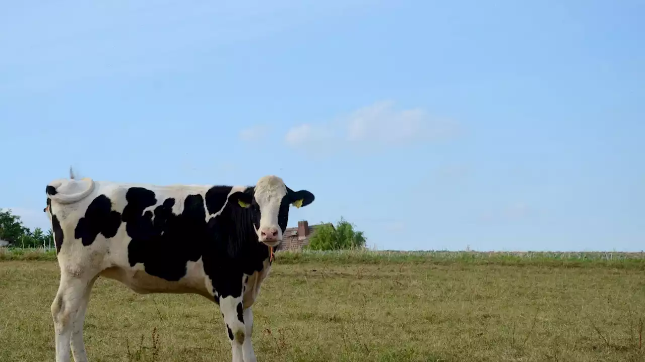 Il s'interpose entre une vache hors de contrôle et un couple et le paie cher