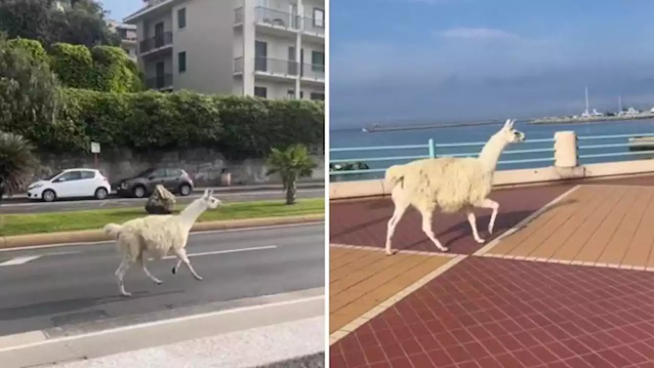 Lama scappa dal circo e corre sul lungomare a Genova